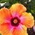 Randa Smith's profile image