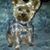 Renee Dillon Hartman-Kitis's profile image