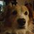 Sama Lipham's profile image