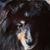 Lee A Deitrick's profile image