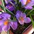 Lisa McBain Armstrong's profile image