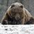 Daryl Norval's profile image