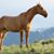 Amber Cushman's profile image