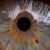 Corinna Carrara's profile image