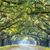 Lisa C Manley's profile image