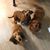 Tammy Foucher's profile image
