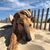 Sonja Armel's profile image