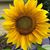 Vivienne Smith's profile image