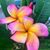 JoAnna O Smith's profile image