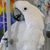 Angela David's profile image