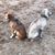Dixie Rayle McCarty's profile image