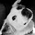 Dorothy Mattesen Drobney's profile image