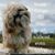 Sue Fraser's profile image