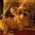Ruthie Kelley DiBlasi's profile image