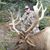 Ronnie Bulloch's profile image