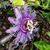 Sebrina Ledgister's profile image