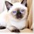 Susan Leslie Elizabeth Dinges's profile image