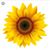 Davida Cook's profile image