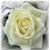 Rose Marie Bayless's profile image