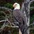 Ron Miller's profile image