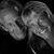 Donna Chamberlin-Zverina's profile image