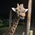 Lynsie Mills's profile image