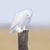 Patricia Massey Macfarlane's profile image