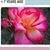 Vivian L. Champion's profile image