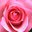 Tracy Zimmermann's profile image