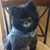 Patricia Hopkins Colson's profile image