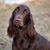Kelsey Sheehan Huber's profile image