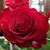 Rosalinda Lopez Ambrisio's profile image