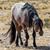 Tina Luaces's profile image