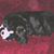 Susan Elkins's profile image