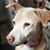 Laurie Rudig's profile image