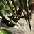 Ana Lotzi Gzz.'s profile image