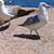 Sharon Hedden's profile image
