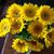 Linda Frahm Pavey's profile image