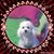 Ani Raimondo's profile image