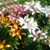 Sonja Lawrence Spary's profile image