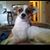 Danielle Stephenson Morgan's profile image
