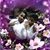 Daveda Lilmome Hines's profile image