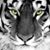 Ruben Perez's profile image