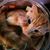 Amanda Rinke's profile image