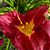 Roxanne Johnson Wigen's profile image