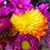 Amy Donald's profile image