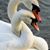 Denise Barnett Swann's profile image