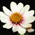 Liana Edenfield's profile image