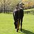 Cindy Burke's profile image