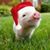 Donna Hoover's profile image